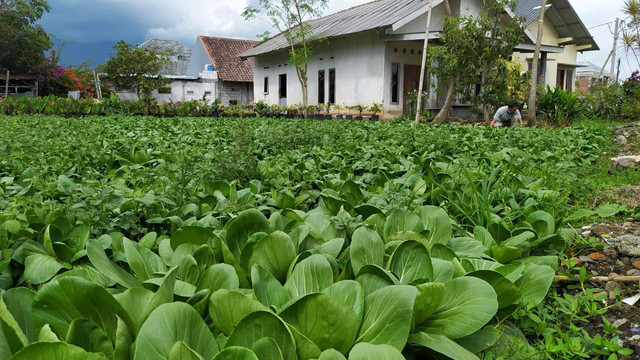 Seorang petani tengah mengecek tanaman sawi daging miliknya di Kelurahan Sisir, Kota Batu. foto/Ulul Azmy