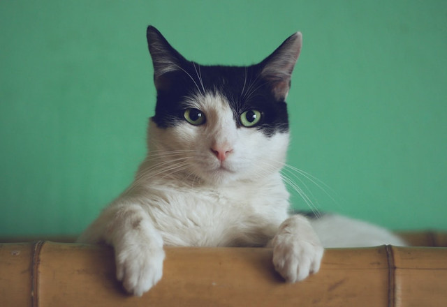Ide Nama Kucing Jantan yang Bagus, Foto: Unsplash/Manja Vitolic 