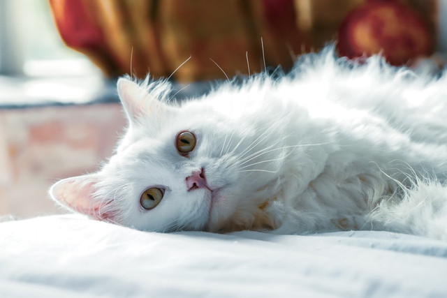 Ilustrasi 10 Ide Nama Kucing Jantan Putih dari Berbagai Bahasa . Sumber: unsplash.com/C. Z. Shi