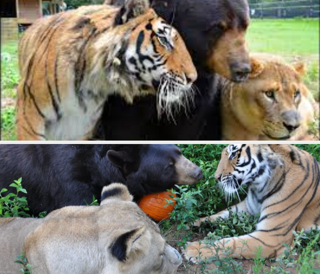 Persahabatan Baloo, Leo, dan Shere Khan usai diselamatkan dari rumah bandar narkoba. Foto: istimewa. 