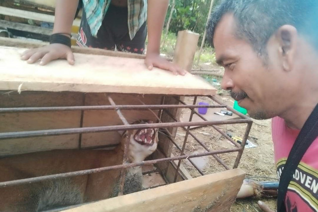 Mudawali, perawat makam pahlawan Cut Meutia di Aceh Utara yang diikuti kucing emas dengan kondisi kaki terluka. Foto: Dok. Pribadi