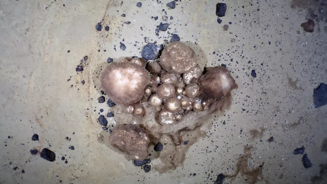 Peneliti menemukan spons di bawah laut Arktik dengan usia rata-rata 300 tahun. Foto: Alfred Wegener Institute/PS101 AWI OFOS system