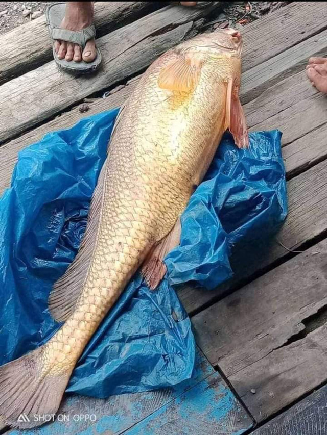Ikan tirus atau tirusan yang didapat oleh Wardi, warga Desa Segarau, Tebas. Foto: Dok Hi!Pontianak 