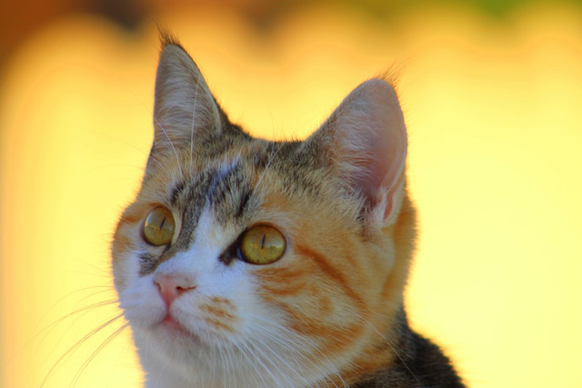 Nama Kucing Betina Lucu dan Menggemaskan, Foto: Unsplash/Inna Yatsun 