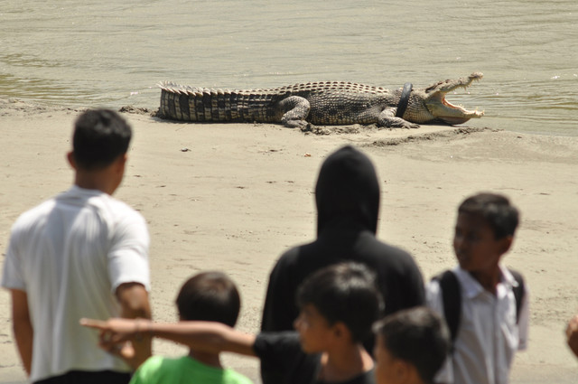 Seekor buaya liar yang terjerat ban bekas sepeda motor berjemur di atas pasir di Sungai Palu, Sulawesi Tengah, Selasa (20/9/2016). Foto: ANTARA FOTO/Mohamad Hamzah