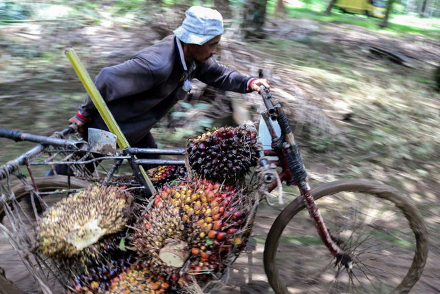 Ilustrasi tandan sawit. Foto: Fahzian Aldevan untuk acehkini