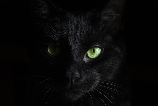 Ilustrasi nama kucing hitam jantan. Foto: unsplash.com/@htroupe