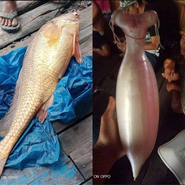 Ikan Tirus dan gelembung ikan hasil tangkapan Wardi, seorang nelayan di Sambas. Foto: Dok Hi!Pontianak
