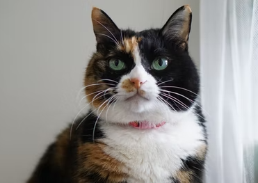 Ide Nama Kucing Betina Belang 3, Foto: Unsplash/Ripple Qian 