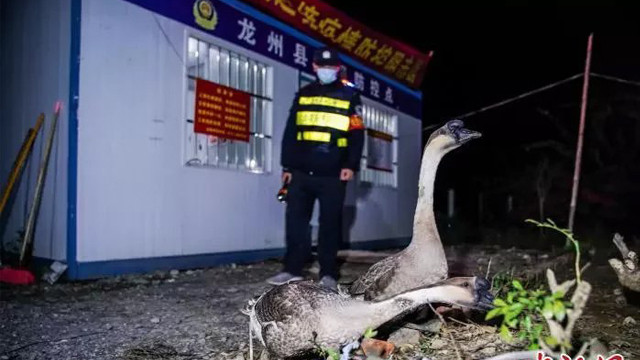 Polisi patroli dengan angsa. (Foto: China News/Oddity Central)