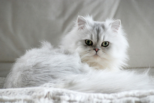 Ilustrasi kucing anggora dengan nama yang lucu dan cantik. Foto. dok. Olivia7 (Unsplash.com)