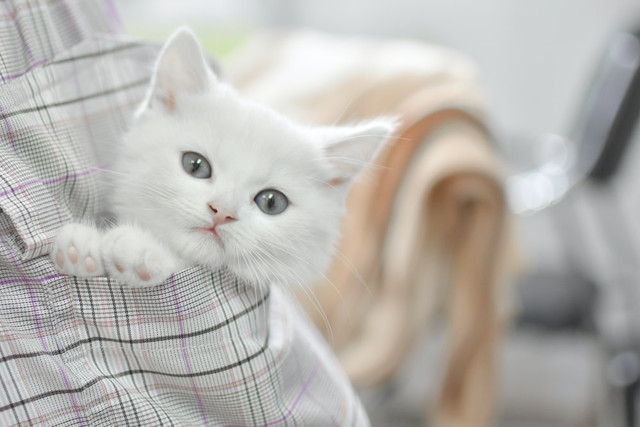 Ilustrasi nama kucing betina islami, sumber gambar: https://www.unsplash.com/