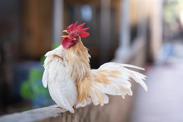 Ilustrasi ayam berkokok jam 9 malam. Foto: pixabay