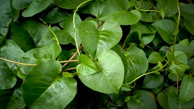 Manfaat daun binahong merah dan hijau untuk kesehatan. Foto: Web ITB