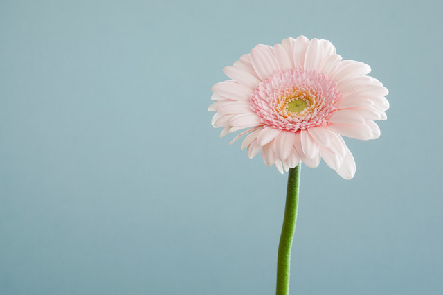 Ilustrasi Bagian-bagian Bunga. Foto: unsplash.com