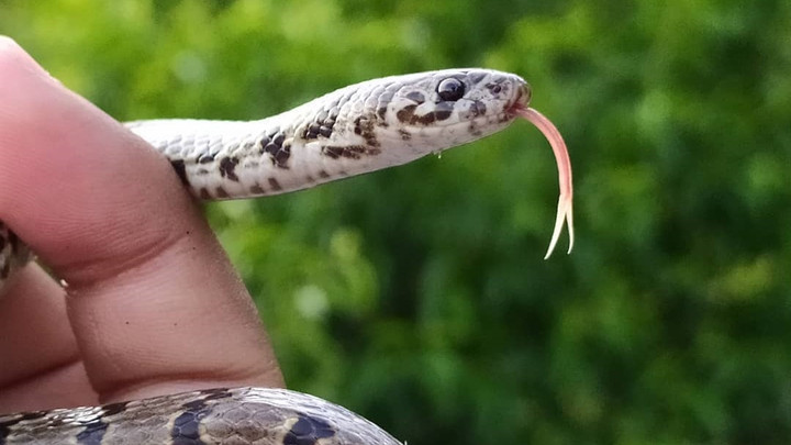 Porno xotini aldashga chiday olmadi