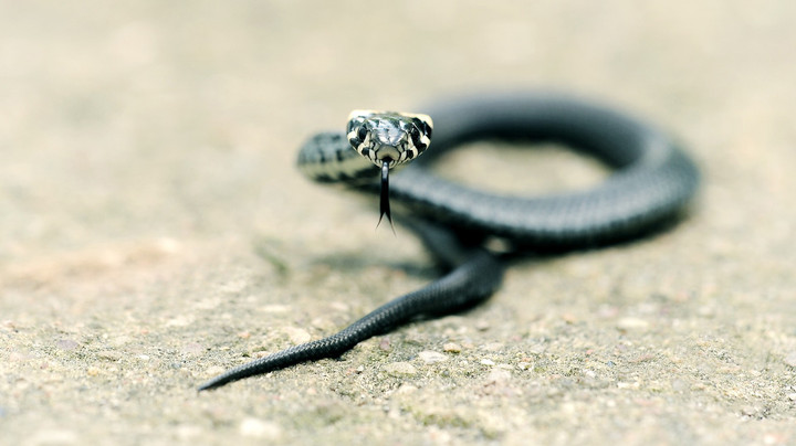 Ular mening mushukimni sikishdi