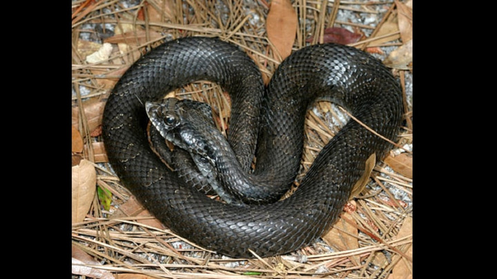 Yaxshi lezbiyen jinsiy aloqa