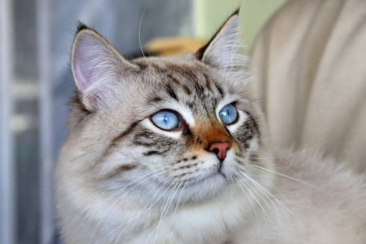 5 Kucing Besar yang Bisa Dipelihara dan Karakteristiknya | kumparan.com