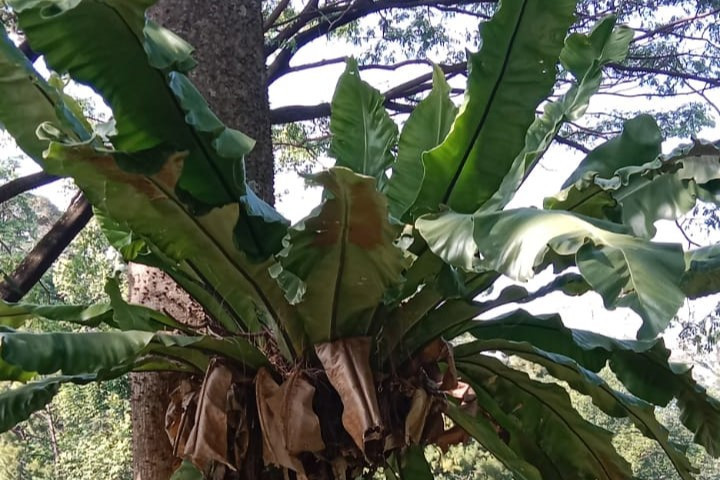 Paku-Pakuan di Kebun Raya Purwodadi: Koleksi Langka yang Jarang Disorot ...