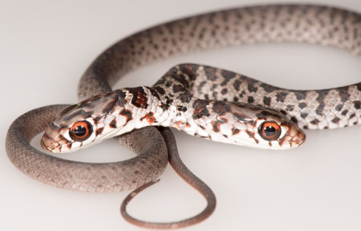 Rus gey porno onlayn