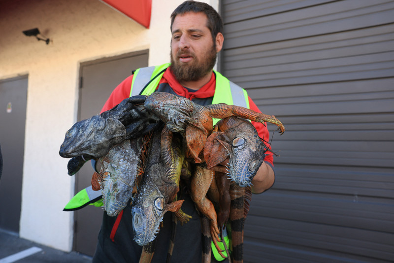 Fenomena ‘Hujan Iguana' di Florida, Gegara Cuaca Dingin Ekstrem