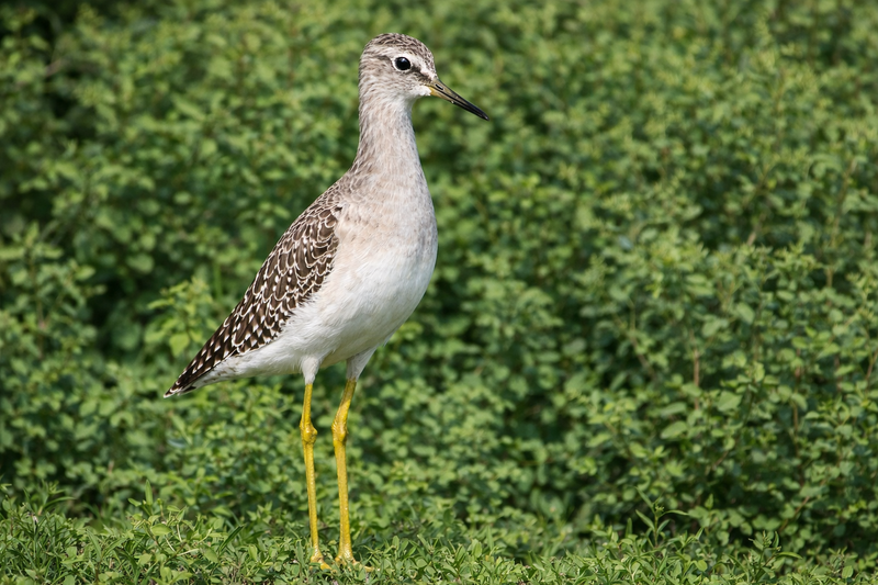 Burung Trinil: Si Gesit Penjaga Lahan Basah yang Sering Terabaikan