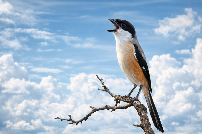 Burung Cendet : Jagal Kecil yang Cerdas dan Sering Menancapkan Mangsa pada Duri