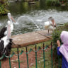 Kebun Binatang Ragunan