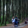 Hutan Pinus Kragilan