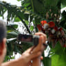 Pohon Pisang