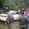 Pohon Tumbang