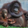 Ragunan