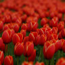 Bunga Tulip