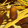 Kurma