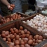 Telur Ayam
