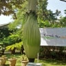 Bunga Bangkai
