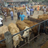 Peternakan Sapi