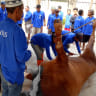 Sapi Potong