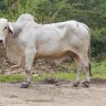 Peternak Sapi