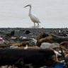 Pulau Sampah