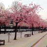 Bunga Sakura