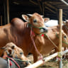 Sapi