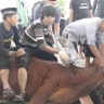Sapi Kurban Lepas