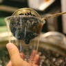 Minum 5 Liter Boba Challenge