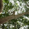 Pohon
