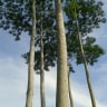 Pohon Sengon