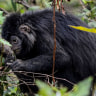 Lutung Jawa