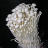 Jamur Enoki