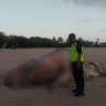 Paus Sperma Mati di Bali